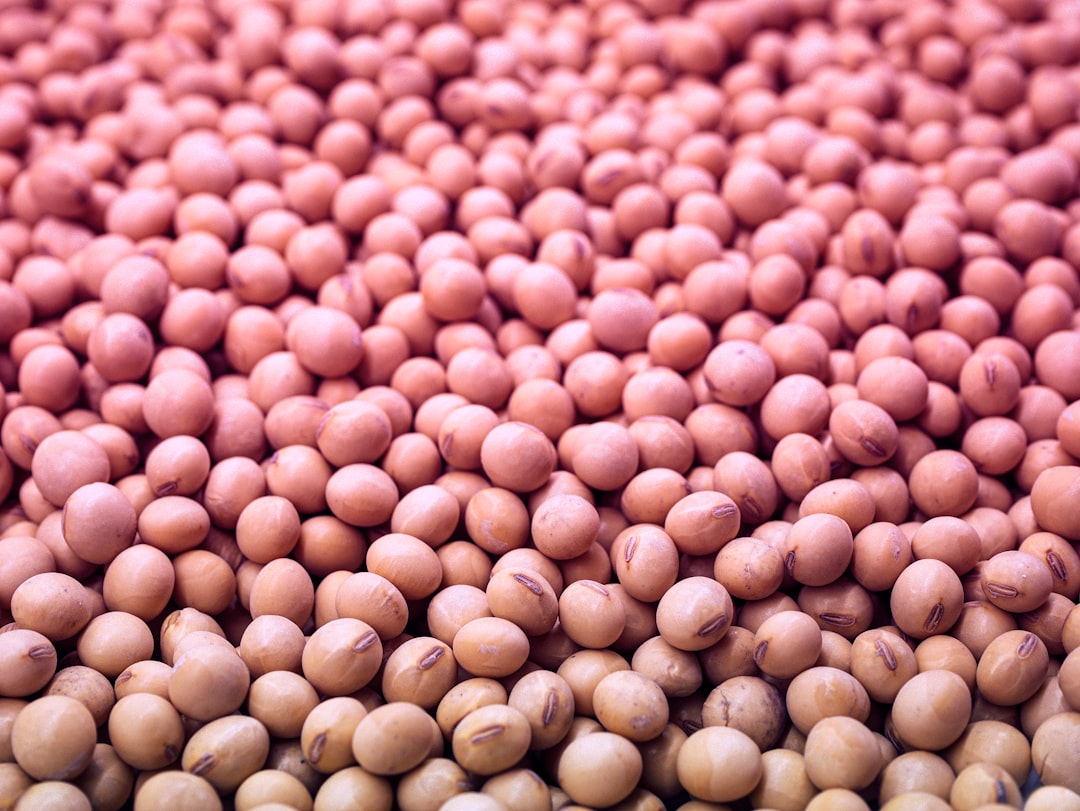 Close-up of soybeans in a pink gradient